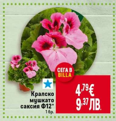 Кралско мушкато саксия Ф12