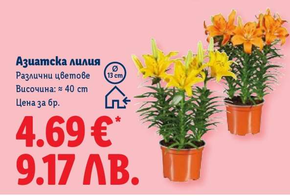 Азиатска лилия