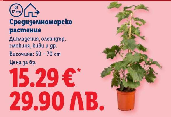 Средиземноморско растение