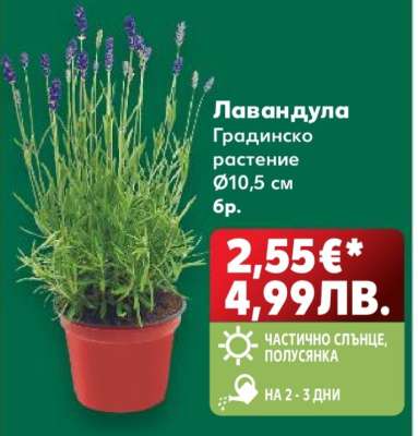Лавандула