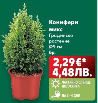 Конифери микс