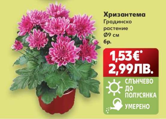 Хризантема