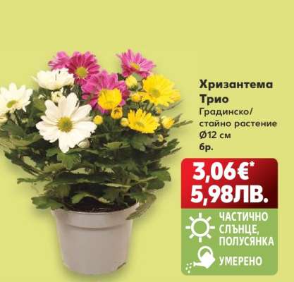 Хризантема Трио