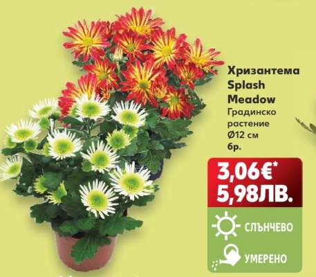 Хризантема Splash Meadow