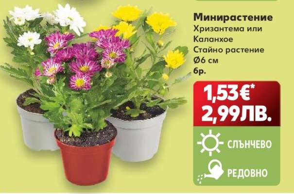 Минирастение