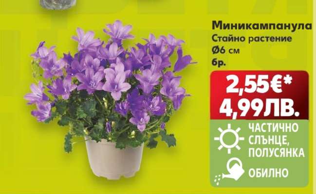 Миникампанула