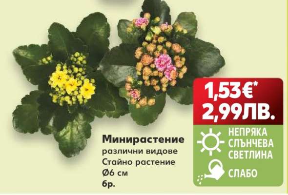 Минирастение