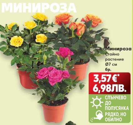 Минироза