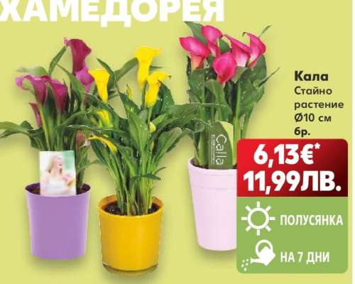 Кала