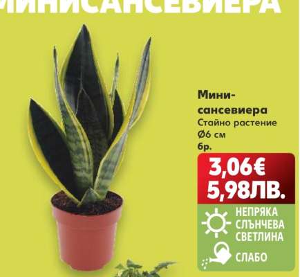 Мини-сансевиера