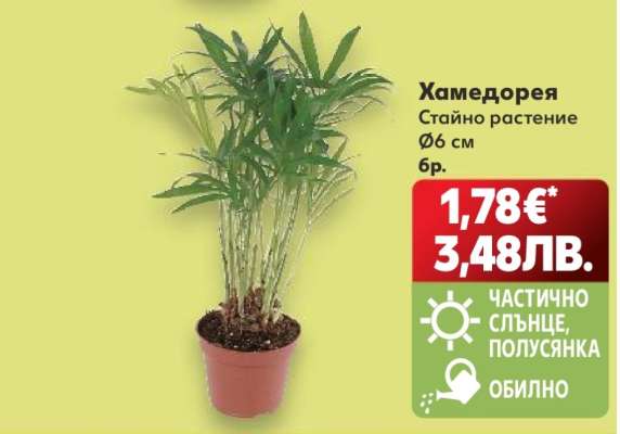 Хамедорея