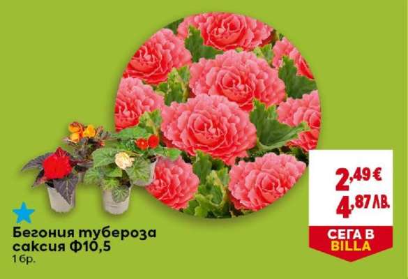 Бегония тубероза саксия Ф10,5