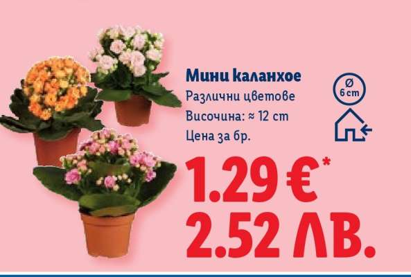 Мини каланхое