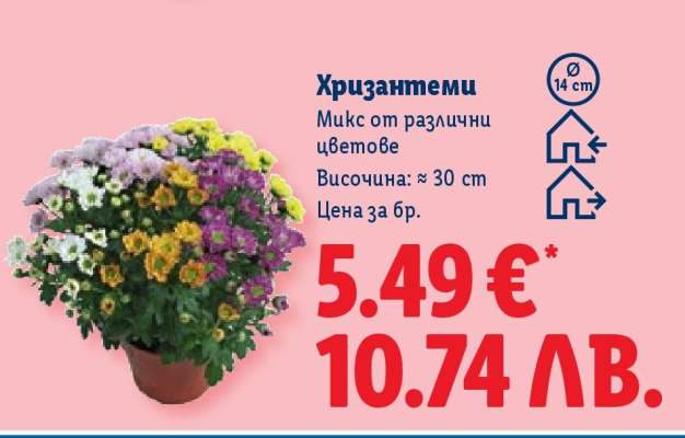 Хризантеми