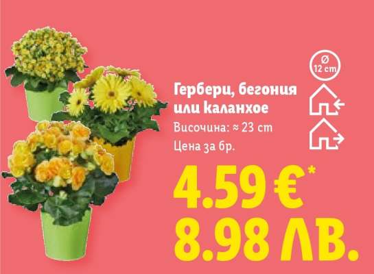 Гербери, бегония или каланхое