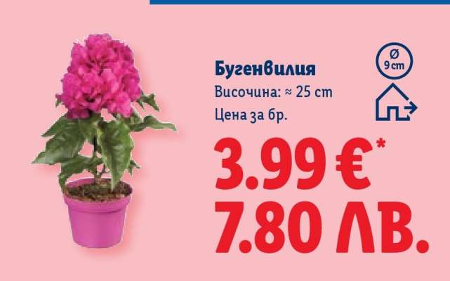 Бугeнвилия