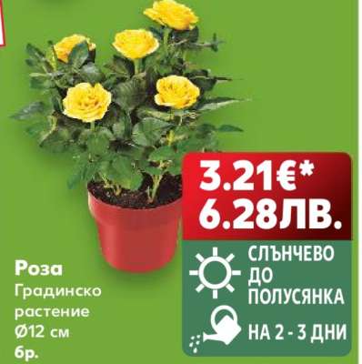 Роза
