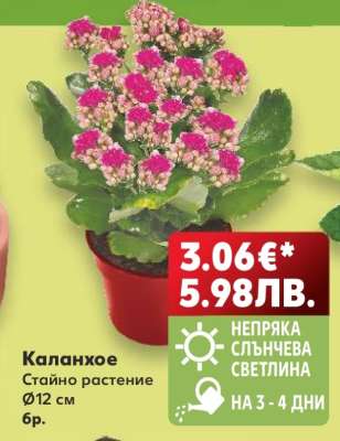 Каланхое