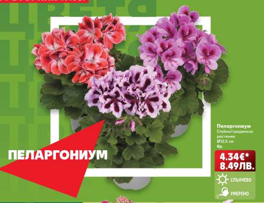 Пеларгониум