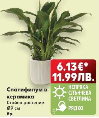 Спатифилум в керамика