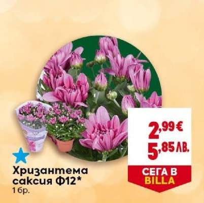 Хризантема саксия Ф12