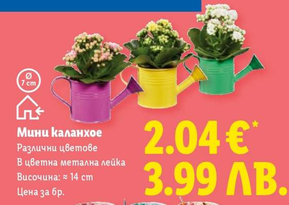 Мини каланхое