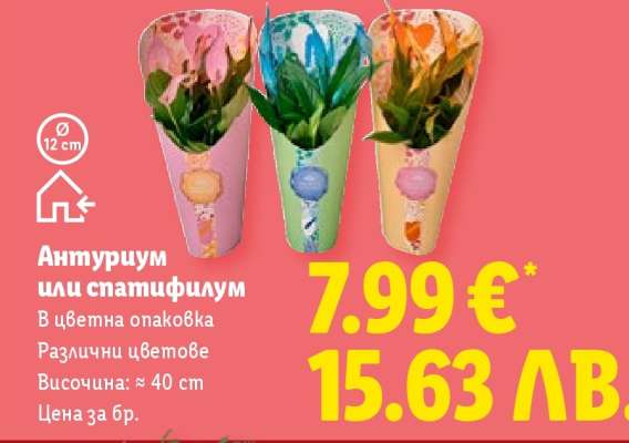 Антуриум или спатифилум