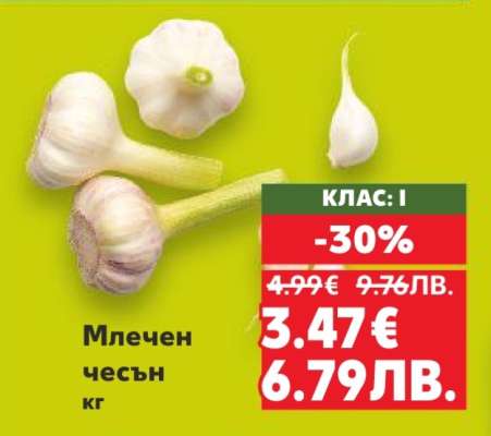 Млечен чесън