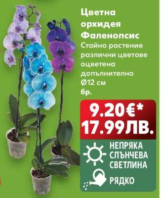 Цветна орхидея Фаленопсис