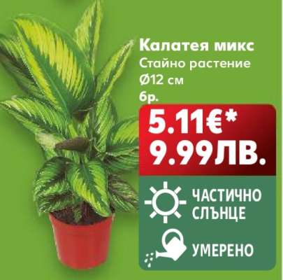 Калатея микс