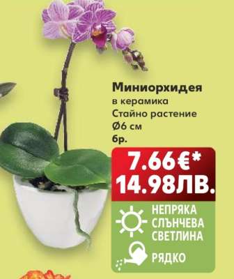 Миниорхидея