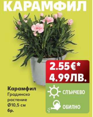Карамфил