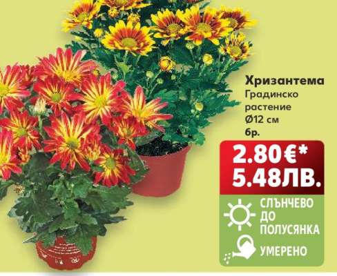 Хризантема