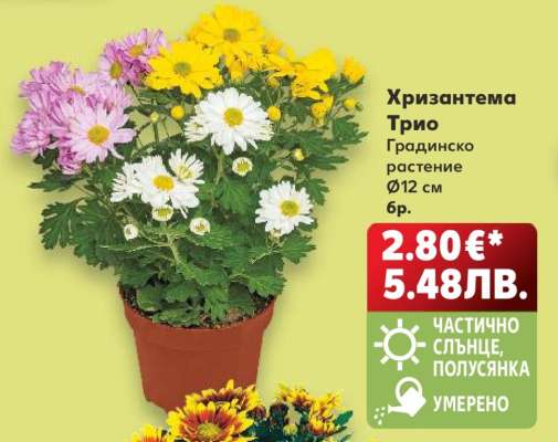 Хризантема Трио
