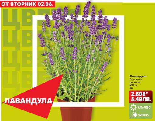 Лавандула