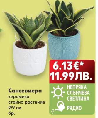 Сансевиера