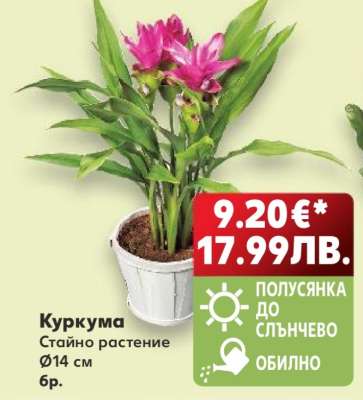 Куркума