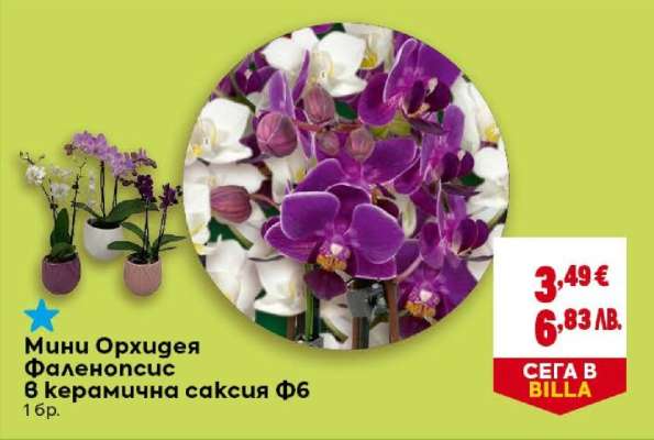 Мини Орхидея Фаленопсис в керамична саксия Ф6