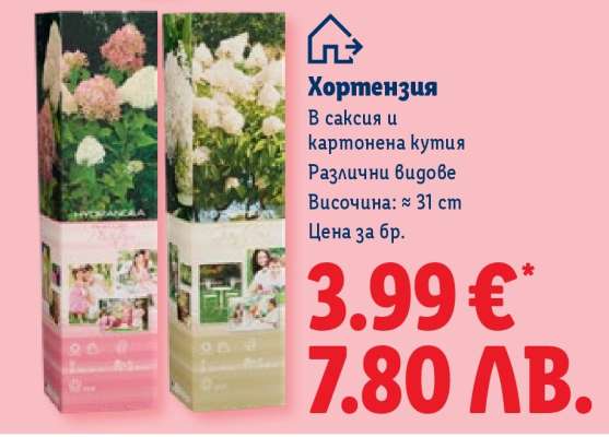 Хортензия