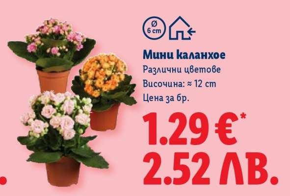 Мини каланхое