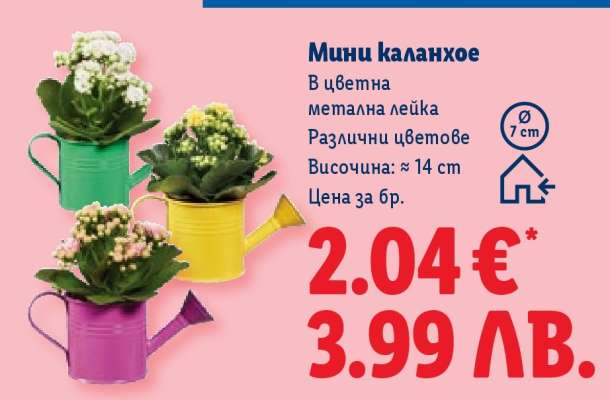 Мини каланхое