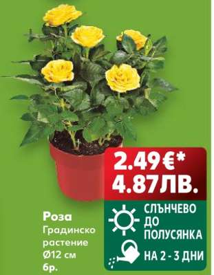 Роза