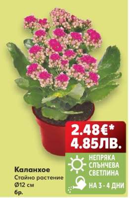 Каланхое