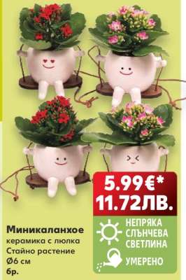 Миникаланхое
