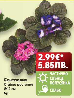 Сентполия