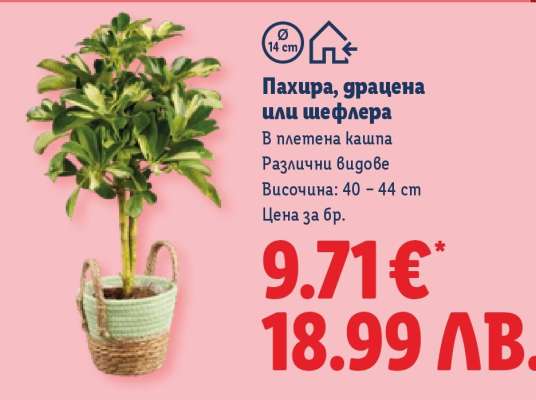 Пахира, драценa или шефлера