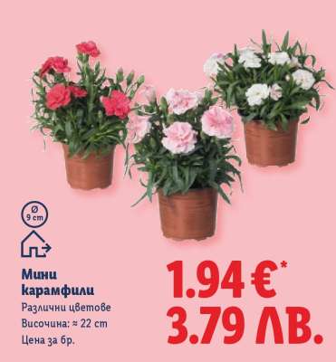 Мини карамфили