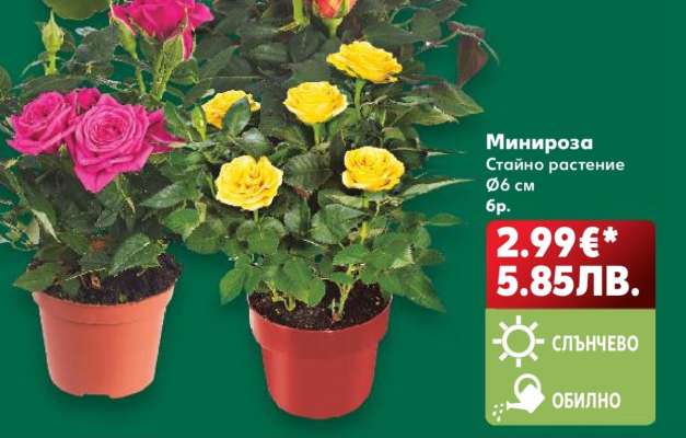 Минироза