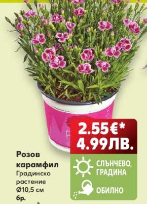 Розов карамфил