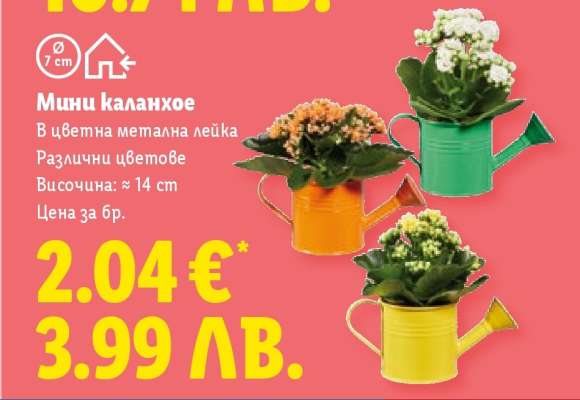 Мини каланхое
